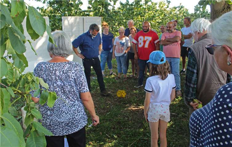 Im Schatten der Obstbäume wurde gewürfelt, wenn bei der „Versteigerung“ in Bassenheim vermehrtes Interesse an einem Obstbaum bestand. Auch die kleinsten Teilnehmer würfelten und fieberten mit.Foto: privat