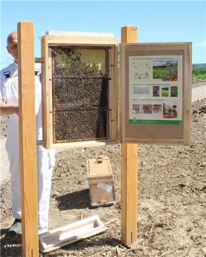 Im Schaukasten können die Bienen beobachtet werden.