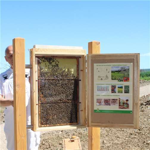 Im Sommer kann eine „Schaubeute“ besichtigt werden.