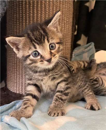 Im Tierheim Andernach werden zurzeit 42 Katzen beherbergt, darunter auch sehr viele Kitten. Foto: privat