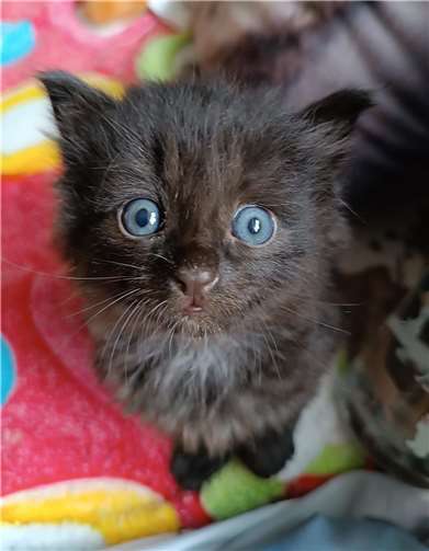 Im Tierheim Andernach werden zurzeit wieder sehr viele Kitten, teilweise mit ihren Müttern versorgt und es werden leider nicht weniger. Foto: privat