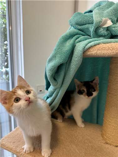 Im Tierheim Andernach werden zurzeit wieder sehr viele Kitten, teilweise ohne ihre Mütter versorgt und es werden leider nicht weniger. Foto: privat