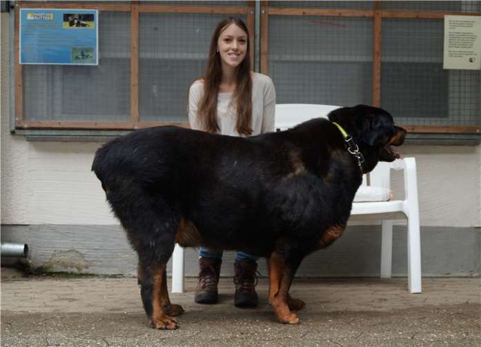 Im Verhältnis zu dem Rottweiler ist Tierheim-Mitarbeiterin Kristina Wagner noch weniger als eine halbe Portion.