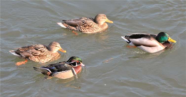 Im Vordergrund Das gemischte Entenpärchen vorne der farbenprächtige Brautentenerpel, ihm folgt die Stockente. Heinz Stetzuhn