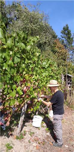 Im Weinberg wurde geerntet. Foto: privat