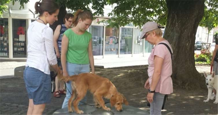 Im Welpenalter können die jungen Hunde an jegliche Situationen gewöhnt werden, um später auftretenden Ängsten und Verhaltensauffälligkeiten vorzubeugen. privat