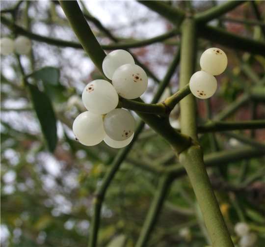 Im Winter reifen die attraktiven Mistel-Beeren.