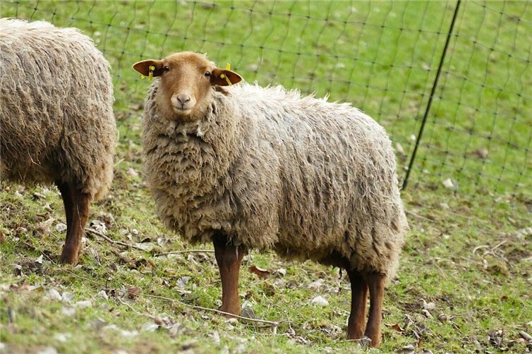 Im Zoo Neuwied sind fünf weibliche Tiere der seltenen Haustierrasse Coburger Fuchsschaf eingezogen. 