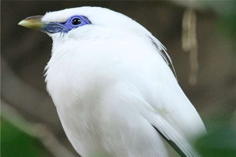 Im Zoo Neuwied wohnen auch Balistare.  Foto: Leo Schmitz