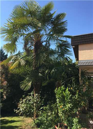 Im Zuge der globalen Erwärmung sind viele Exoten, wie diese Palme, schon längst in hiesigen Gärten heimisch geworden. Foto: Hans Fischerkoesen