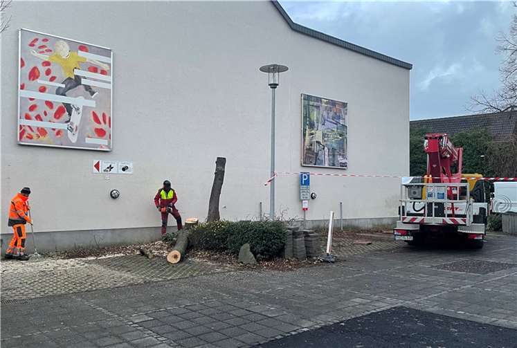 Im ersten Schritt wurde ein Baum auf dem Parkplatzgelände entfernt. Foto: Stadt Rheinbach