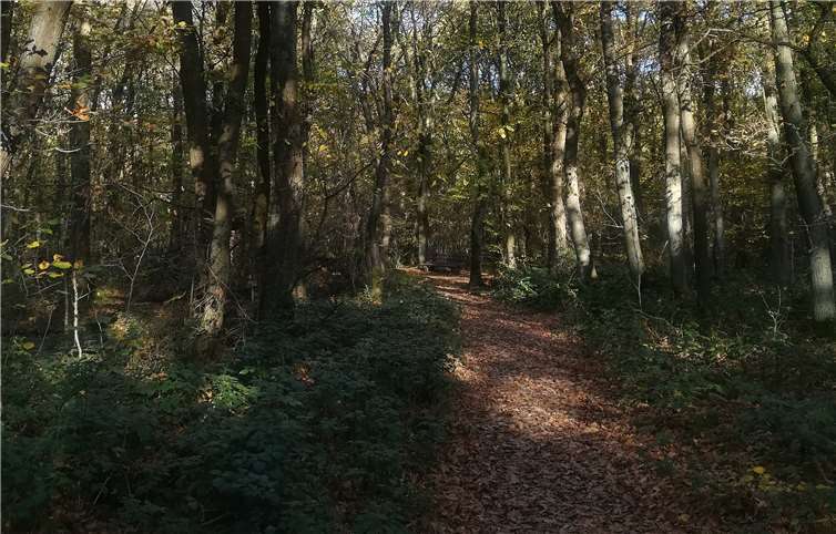 Im tiefen Wald machte der Schuster den Räubern einen Vorschlag...Foto: kbl