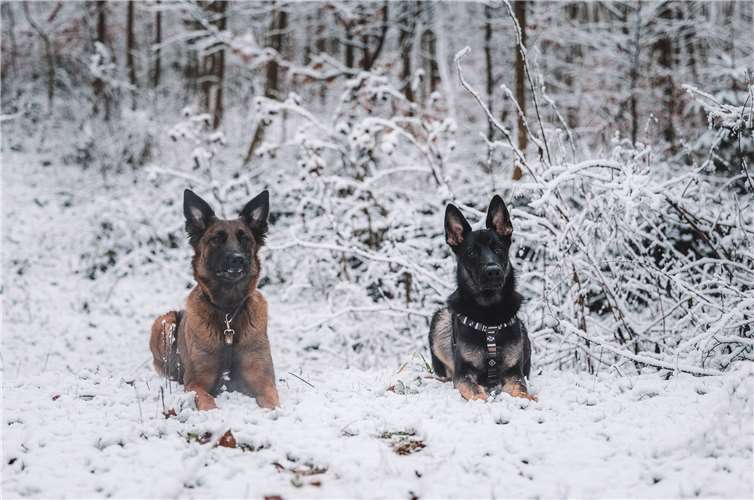 Draußen in Feld und Flur halten sich Hunde und ihre Besitzer am liebsten auf Im tollen Schneegelände von Bassenheim konnten sich Sansa und Kodak mit ihrem „Frauchen“ so richtig schön austoben.