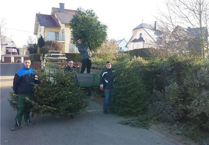 Im vergangenen Jahr haben die Helfer viele Bäume eingesammelt und dabei eine Menge Spaß. Privat