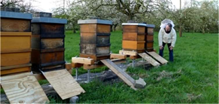 Imker Reiner Haas kontrolliert die Bienenstöcke.CEW