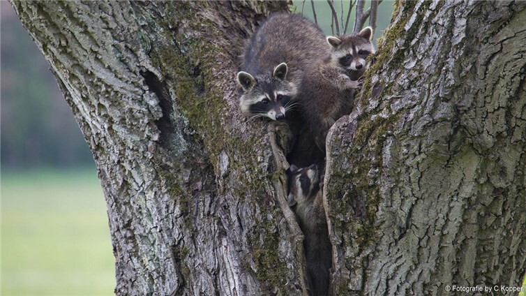 Immer mehr exotische Tiere finden eine neue Heimat in den deutschen Fluren, Wäldern und GewässernFoto: Christoph Kopper