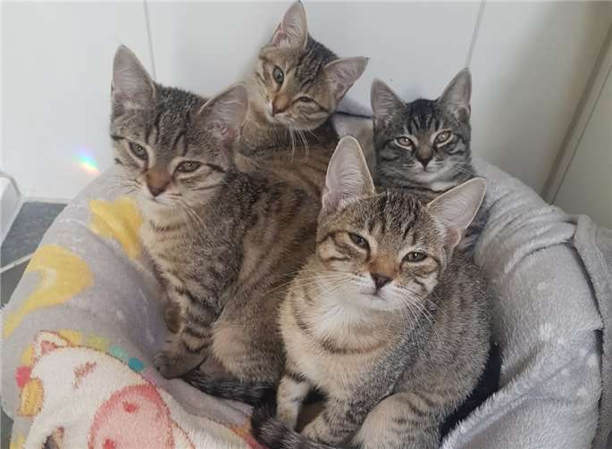 Immer wieder finden die Katzenschutzfreunde Kitten in Galenberg. Foto: privat