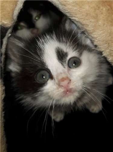 Immer wieder müssen Kitten gefangen werden. Foto: privat