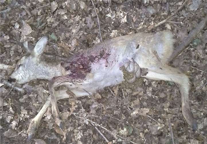 Immer wieder werden von Hunden gerissene tote Rehkitze im Wald gefunden.privat