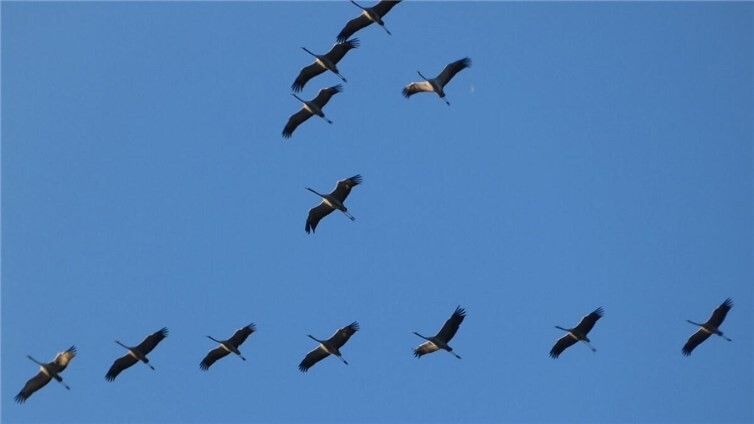 Imposante Erscheinung am Himmel: Kraniche lassen sich meist gut von anderen Vögeln unterscheiden.Foto: SGD Nord / Volker Hartmann