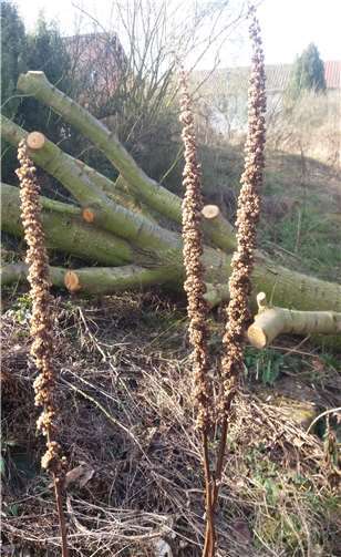Impression aus dem winterlichen Schaugarten. Birte Kümpel