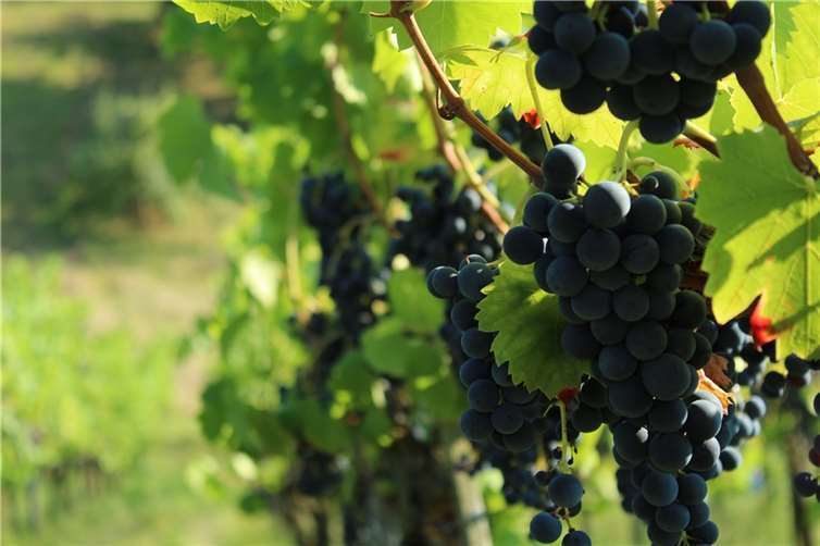 In Adenau startet ein Weinfest für den guten Zweck. Foto: pixabay.com