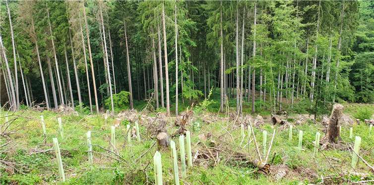 In Bendorf wurden in den vergangenen Jahren große Flächen aufgeforstet.