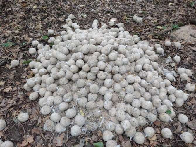 In Boden wurden am 31. Juli abgelaufene Meisenknödel in Netzen illegal entsorgt. Fotos: Philipp Nebgen