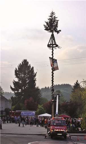 In Burgbrohl gibt es jedes Jahr ein besonders majestätisches Exemplar auf dem Josefsplatz.