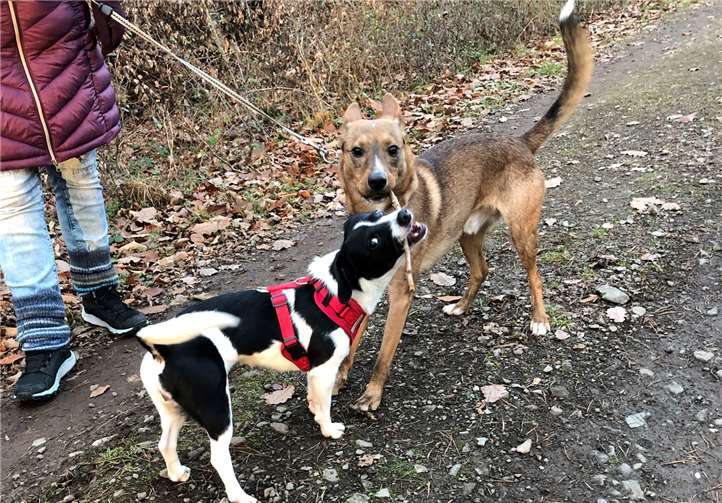 In Deutschland leben die beiden Geschwisterhunde zwar getrennt voneinander, dennoch treffen Emma und Sam sich regelmäßig zum gemeinsamen Toben. Foto: privat