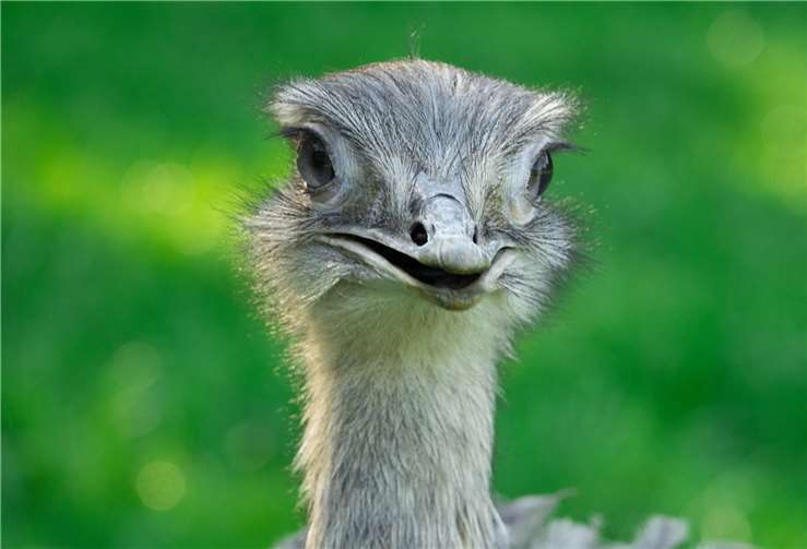 In Hartenfels wird ein Nandu vermisst. (Symbolbild)Foto: pixabay.com