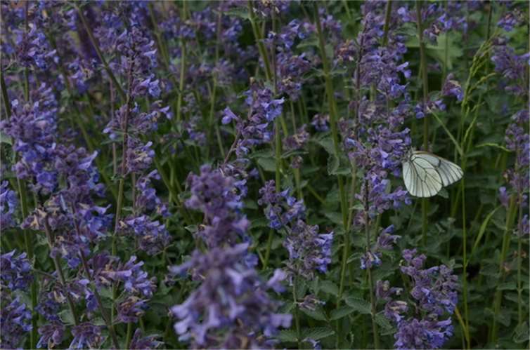 In Insul ist am 15. Mai eine Saat- und Pflanzentauschbörse geplant. Foto: privat