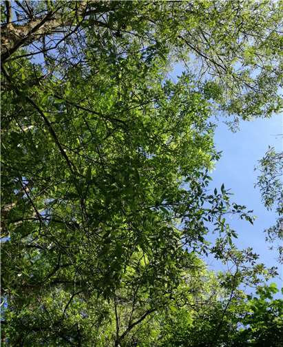 In Japan ist Shinrin-Yoku, Forest Bathing inzwischen eine anerkannte Methode zur Stressreduktion. Foto: privat