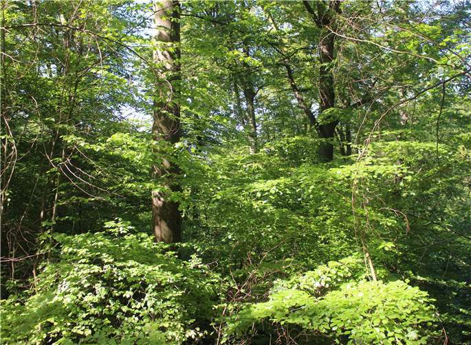 In Lahnstein soll der erste rheinland-pfälzische Kur- und Heilwald entstehen. Foto: Stadtverwaltung Lahnstein