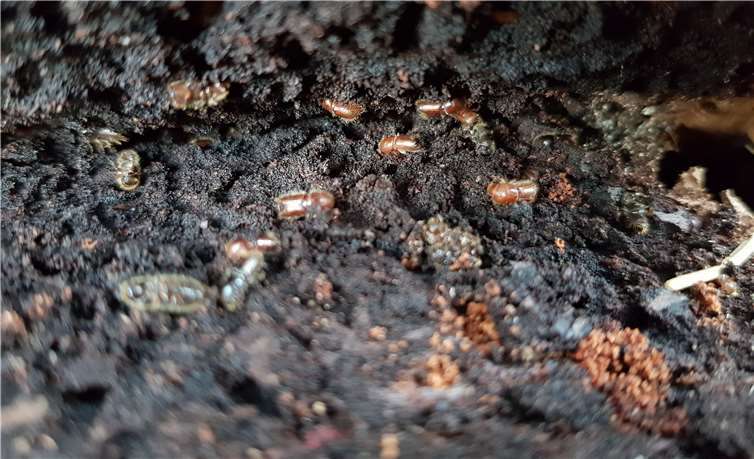 In Massen sind die Käfer über die Fichten hergefallen. Fotos: CEW