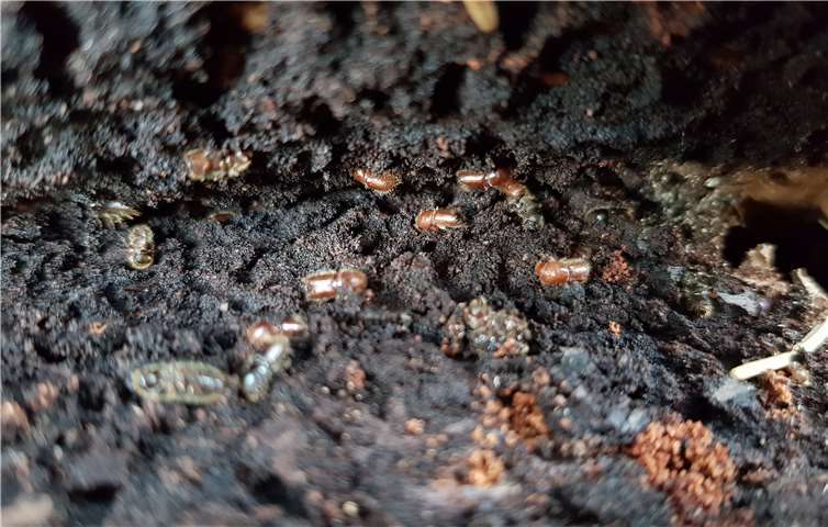 In Massen sind die Käfer über die Fichten hergefallen.CEW