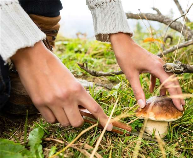 In Mendig werden wieder zwei Pilzwanderungen angeboten. Kzenon - Fotolia