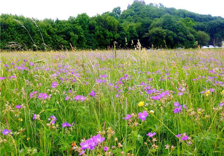 In Nürburg präsentieren sich die Bergwiesen überaus blütenreich mit wechselndem Farbenspiel – ein Eldorado für Insekten. Hier eine Waldstorchschnabel-Goldhaferwiese. Foto: Kreisverwaltung Ahrweiler/Andreas Weidner