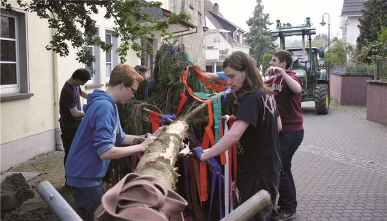 In Oberzissen wurde der Maibaum vor dem Aufstellen mit Bändern geschmückt und „zurechtgemacht“.Rü