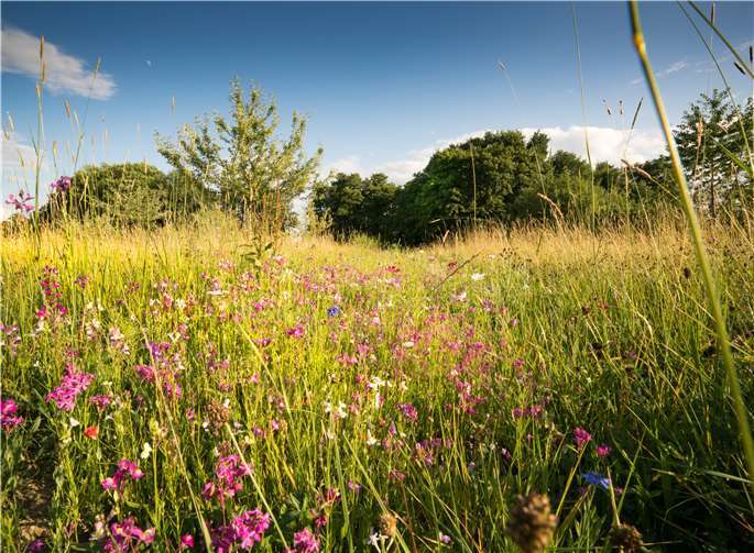 In Wiesbaden-Auringen entsteht auf 4.500 Quadratmetern Lebensraum für Insekten. Wie man auch im heimischen Garten mit kleinen Mitteln etwas für Biene und Co. tun kann, können Jung und Alt von den Fachleuten bei „toom“ erfahren. Foto: toom/Getty Images