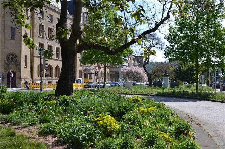 In den Beeten auf dem Friedrich-Ebert-Ring erblühen derzeit violette Zierlauch-Bälle und die ersten Stauden.Foto: Stadt Koblenz / Verena Groß