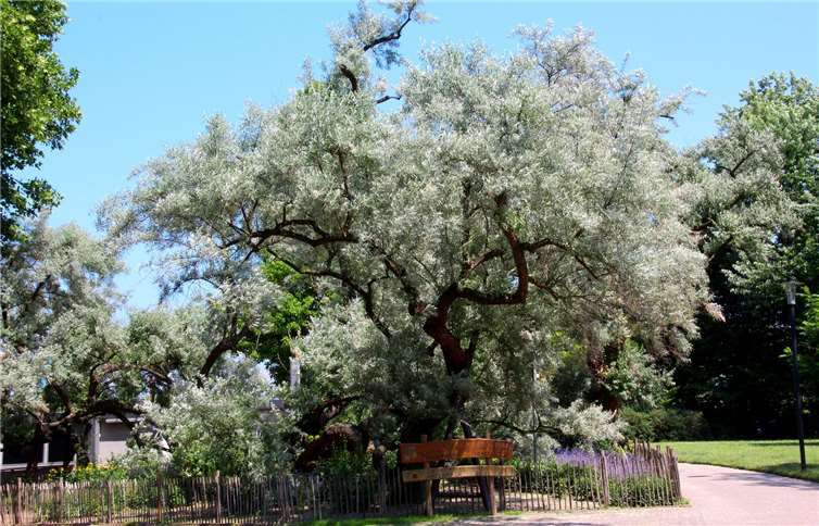 In den Rheinanlagen steht eine Ölweide , sie ist über hundert Jahre alt. Über 17 Meter misst sie und ihr Kronendurchmesser beträgt 30 Meter. Dietmat Groß