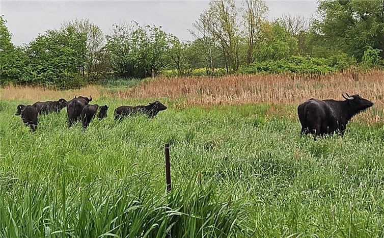 In den Thürer Wiesen wächst das Beweidungsprojekt weiter: Zwei Kühe und vier Kälber der Karpatischen Wasserbüffelherde sind am Dienstag in eine neu erschlossene Projektfläche umgezogen.Foto: Stiftung für Natur und Umwelt im Landkreis Mayen-Koblenz