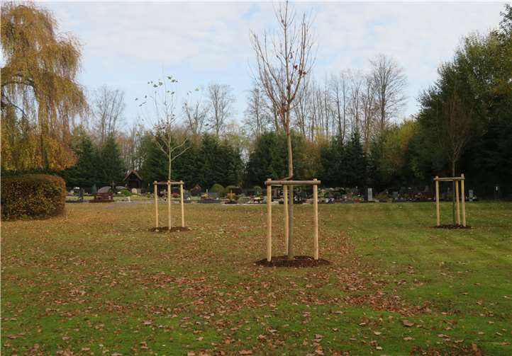 In den letzten Tagen wurden auf dem Friedhof drei größere Bäume gepflanzt.Quelle: Ortsgemeinde Marienrachdorf