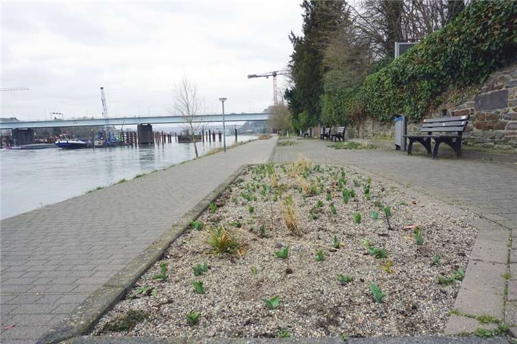 In den neu bepflanzten Beeten am Pfaffendorfer Rheinufer ist der Frühling schon zu erahnen. Damit sie sich gut entwickeln, sollten Hunde ferngehalten werden. Foto: Stadt Koblenz / Verena Groß