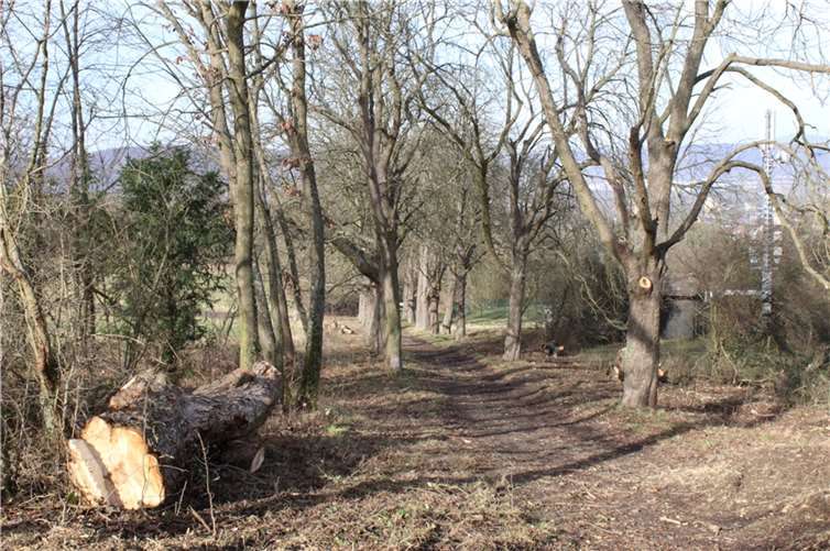 In den vergangenen Wochen liefen die seit langem geplanten Forstarbeiten auf der bei vielen Sinziger beliebten Kastanienallee Richtung Ziemert, die im Herbst mit den Pflanzungen ihren Abschluss finden sollen. Foto: Stadtverwaltung Sinzig