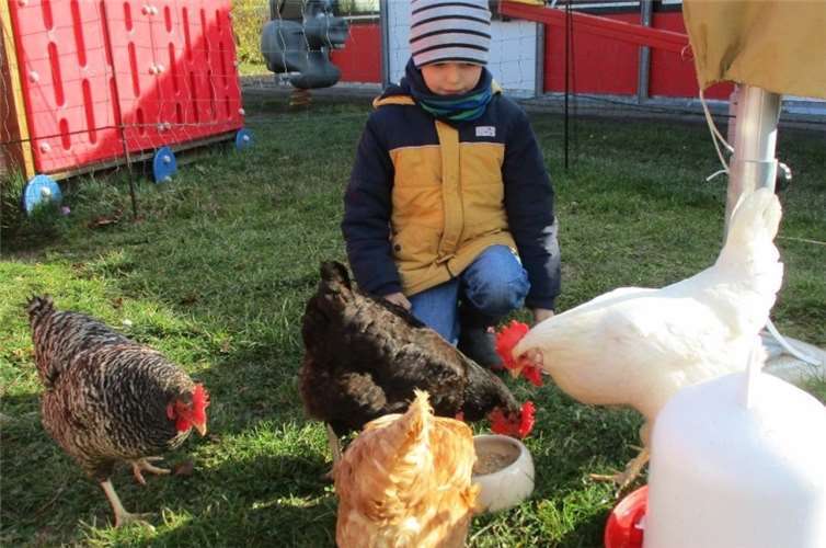In den zwei Wochen gingen die Kinder auf Tuchfühlung mit den Hühnern und übernahmen Verantwortung für ihre gefiederten Gäste. Foto: Stadt Meckenheim