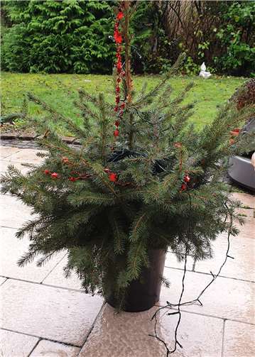 In der 7. Gemeinderatsitzung am 29. Januar 2020 stellte die FWG und FDP Vettelschoß-Kalenborn ihre Aktion „Weihnachtsbäume werden zu Wald“ vor.Foto: privat