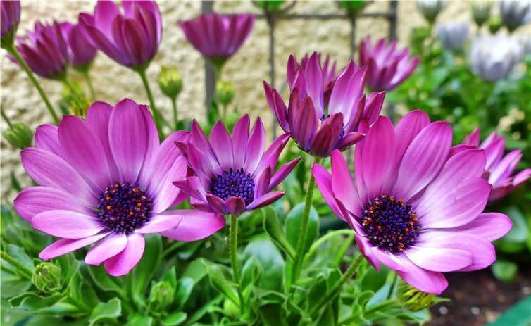 In der Ausstellung werden Landschaftsbilder, Blumendetails und Tieraufnahmen gezeigt.Karl Heinz Scheuren
