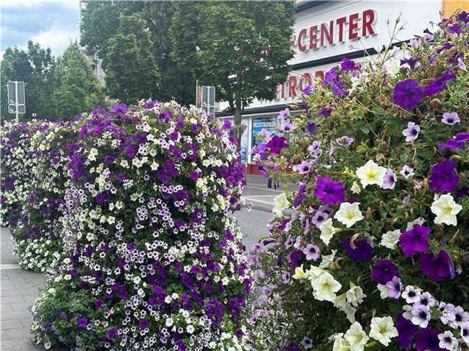 In der Deichstadt ist in den vergangenen Wochen eine echte Blumenpracht erblüht.  Foto: Ulf Steffenfauseweh/Stadt Neuwied
